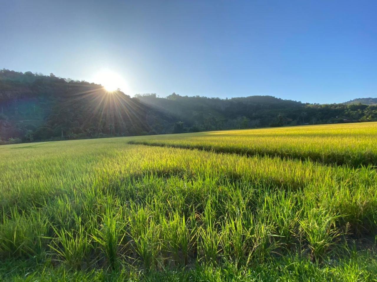 Tanah Merah Glamping Village 쿠알라캉사르 외부 사진